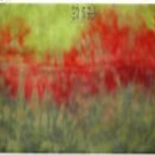 Geranium Leaf Trans-color hand dyed Dorr wool